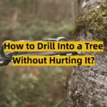 How to Drill Into a Tree Without Hurting It?