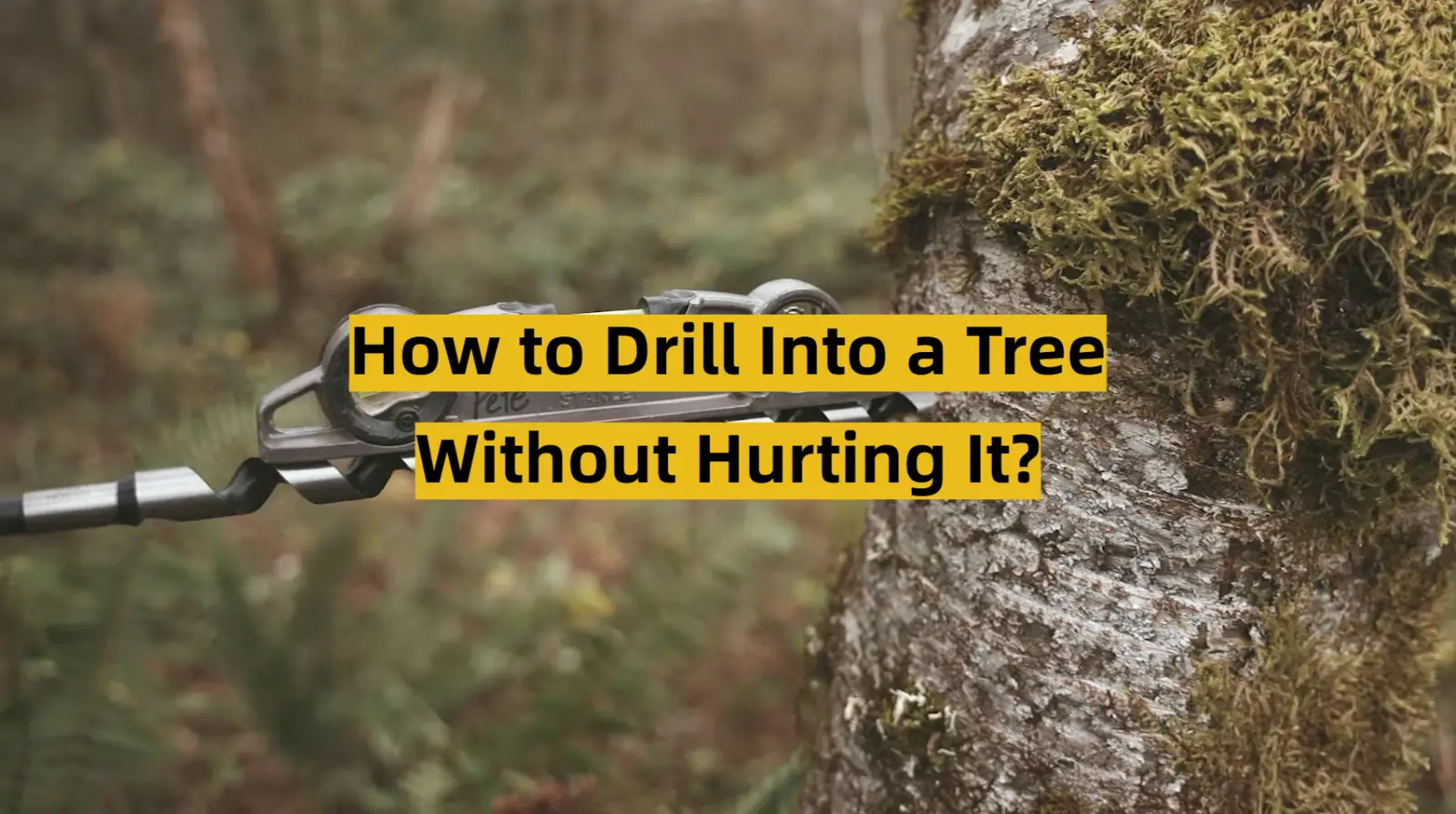How to Drill Into a Tree Without Hurting It?